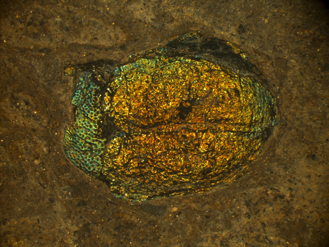 40 million year old beetle
