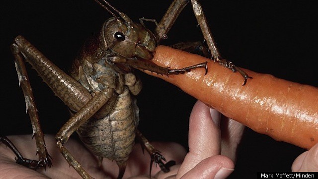 The world's largest insect